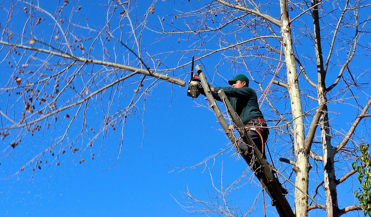 poda arboles poda arboles asturias